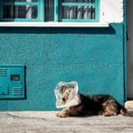 Vet Tech Salaries Ivan Rojas Urrea Unsplash